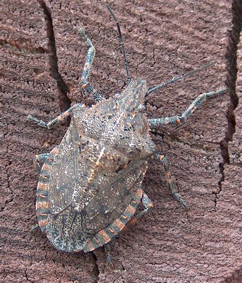 pictures of tree bugs.